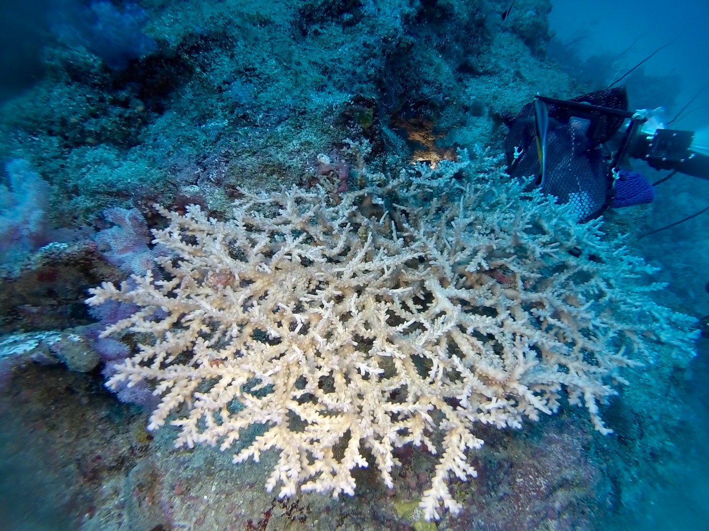 Healthy Acropora coral habitat