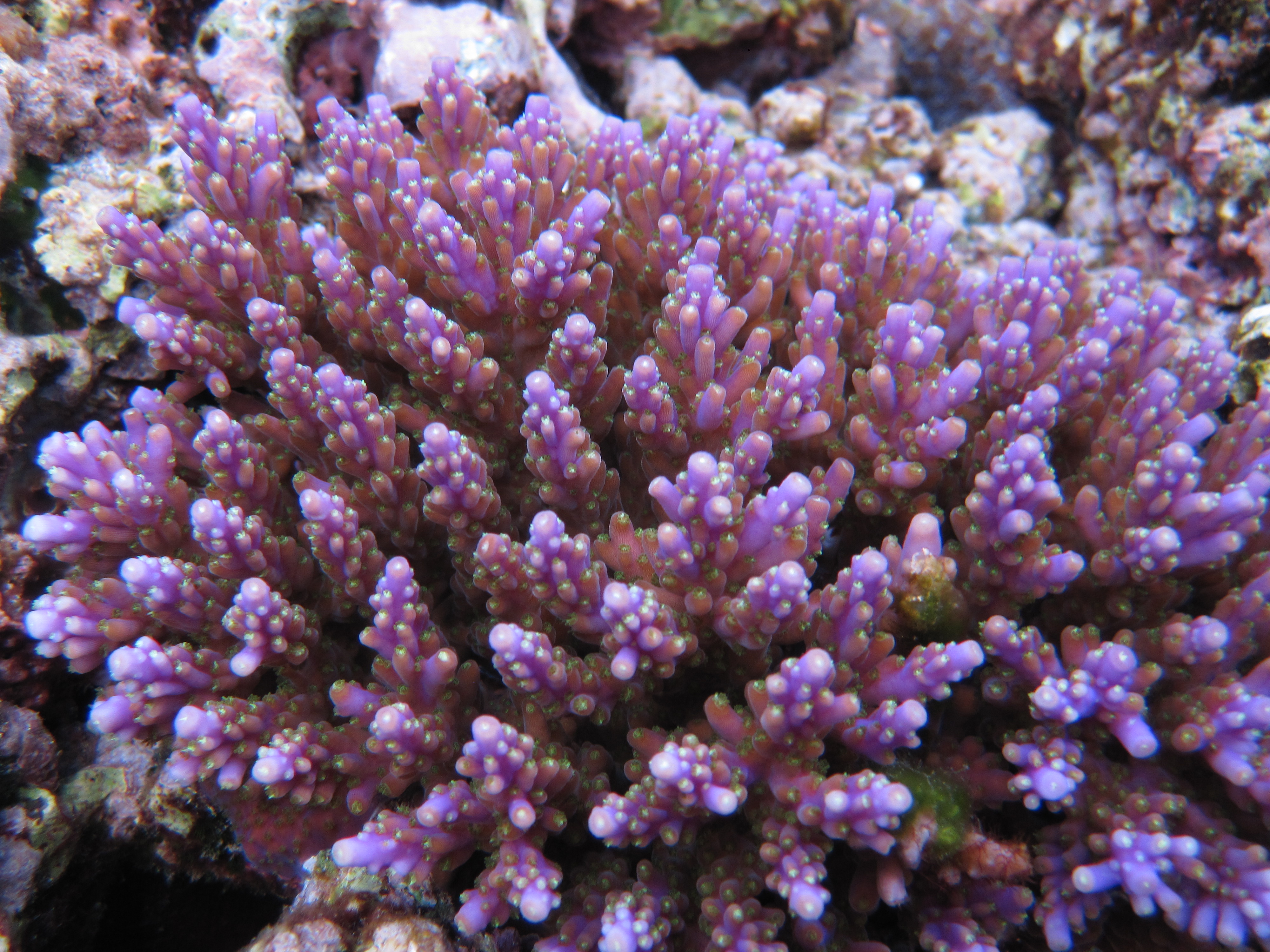 Pacific Coral Research Services logo