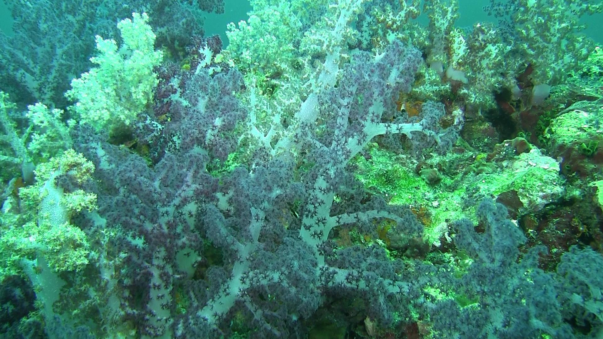 Soft coral habitat