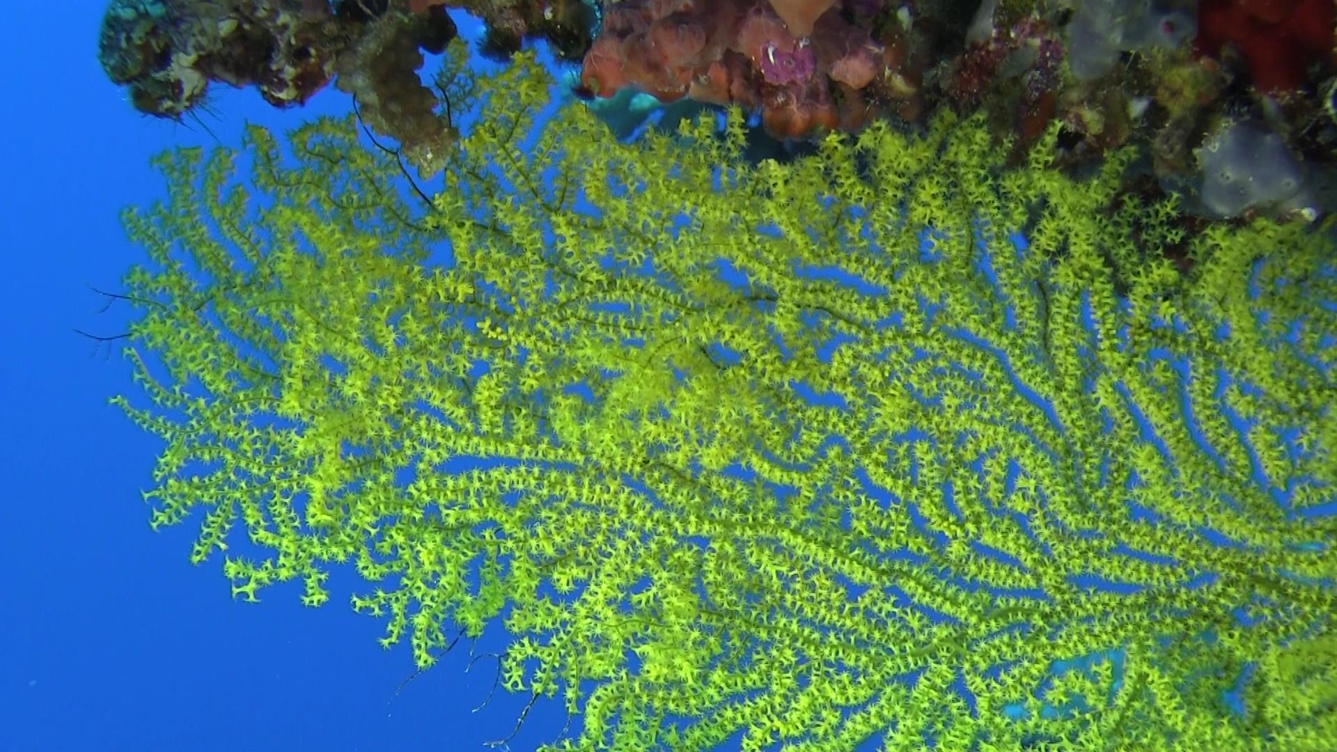 Fan coral habitat